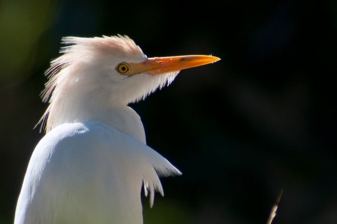 Photo (8): Cattle Egret