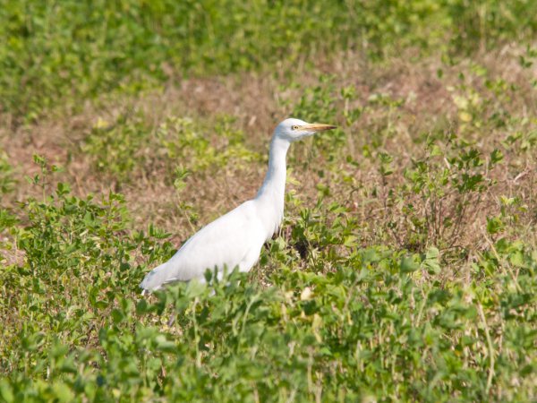 Photo (20): Cattle Egret