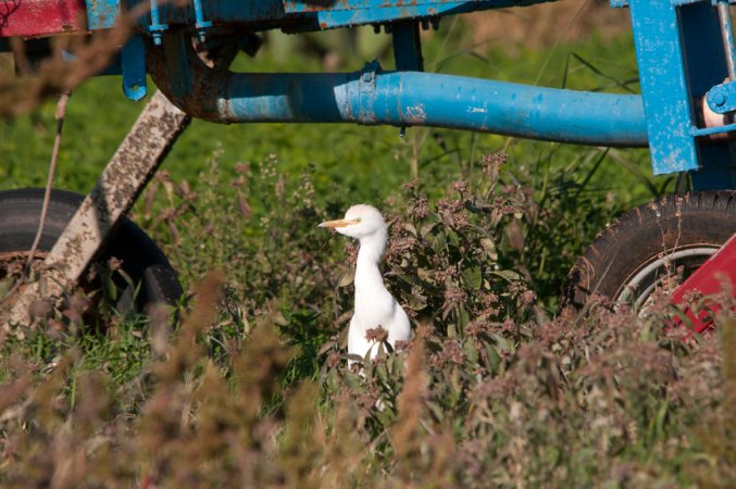 Photo (14): Cattle Egret