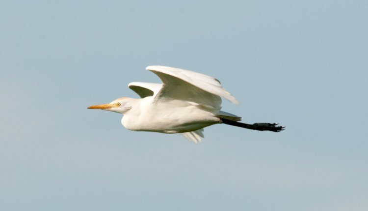 Photo (2): Cattle Egret