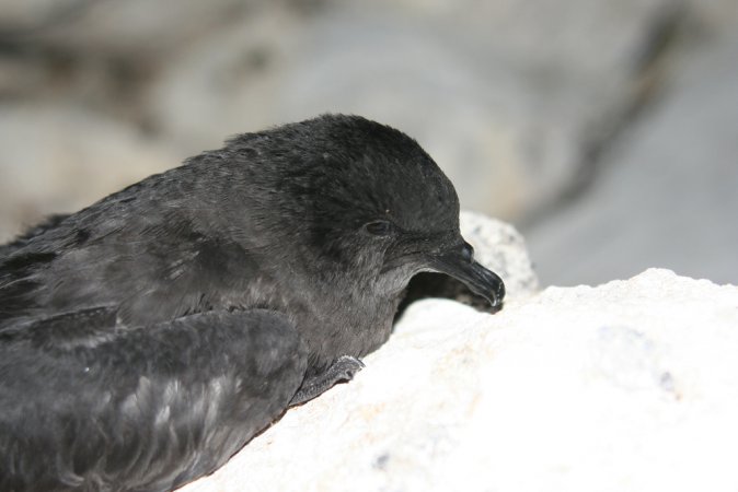 Photo (3): Bulwer's Petrel