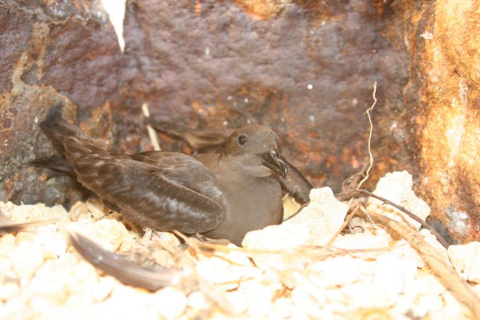 Photo (2): Bulwer's Petrel