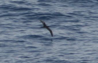 Photo (4): Bulwer's Petrel