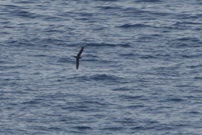 Photo (13): Bulwer's Petrel