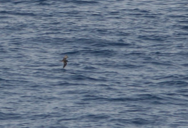Photo (11): Bulwer's Petrel