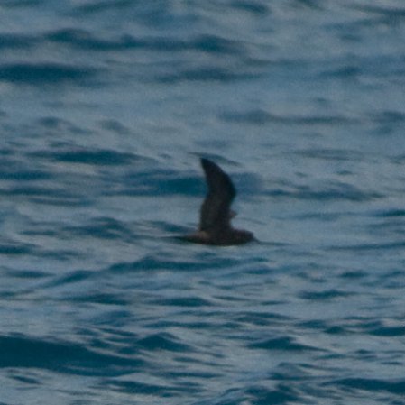 Photo (8): Bulwer's Petrel
