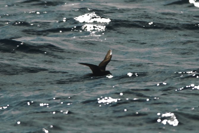 Photo (10): Bulwer's Petrel
