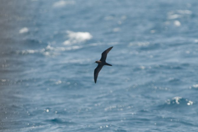 Photo (1): Bulwer's Petrel