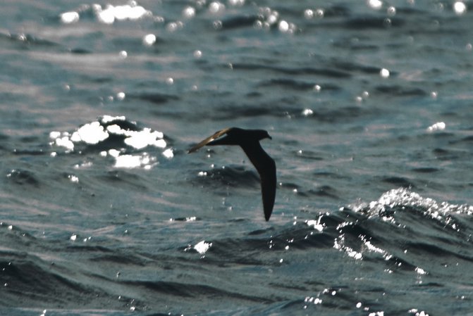 Photo (14): Bulwer's Petrel