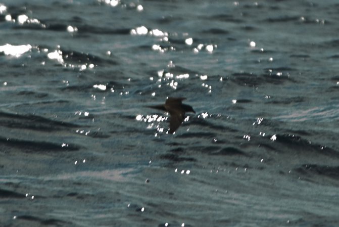 Photo (12): Bulwer's Petrel
