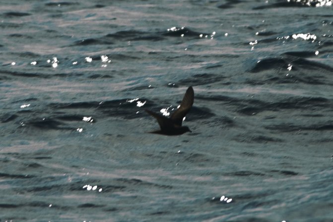 Photo (6): Bulwer's Petrel