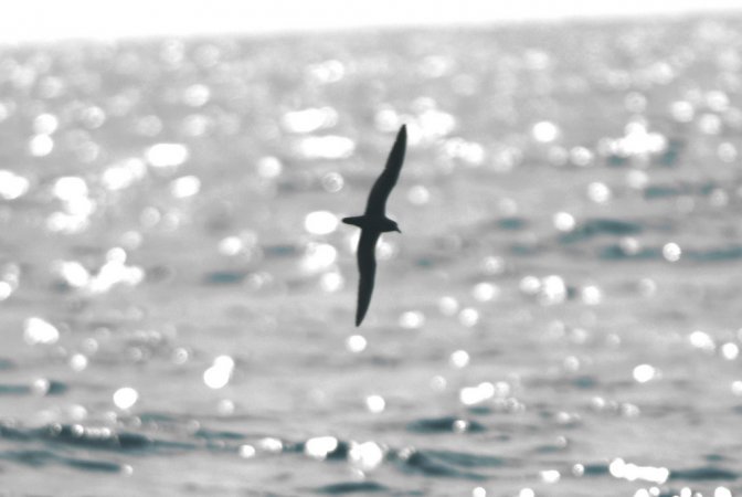 Photo (7): Bulwer's Petrel