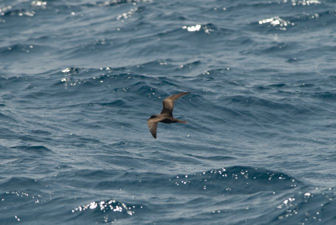 Photo (5): Bulwer's Petrel