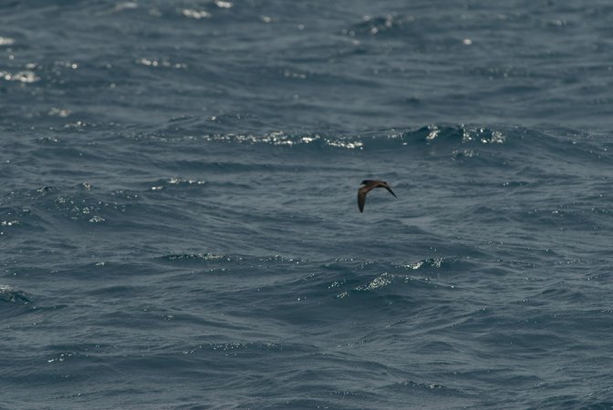 Photo (9): Bulwer's Petrel