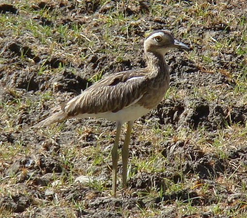 Photo (5): Double-striped Thick-knee