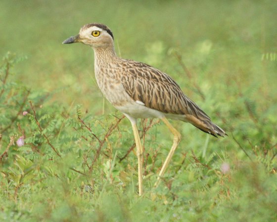Photo (8): Double-striped Thick-knee