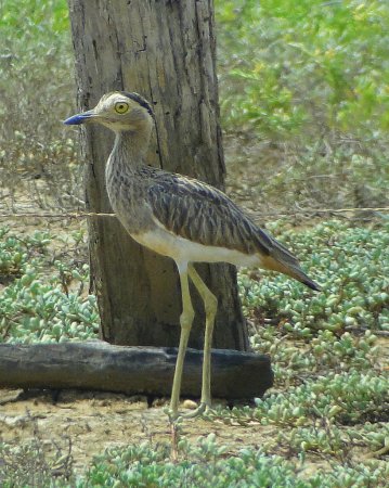 Photo (3): Double-striped Thick-knee