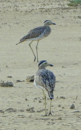 Photo (7): Double-striped Thick-knee
