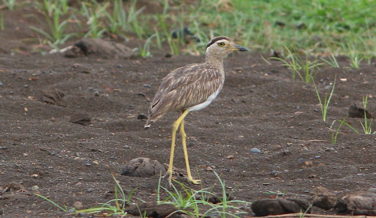 Photo (6): Double-striped Thick-knee