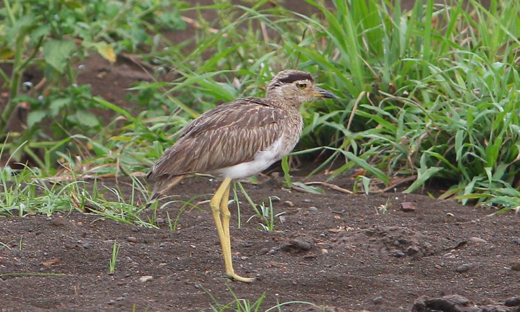 Photo (4): Double-striped Thick-knee