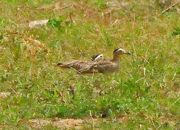 Photo (13): Double-striped Thick-knee