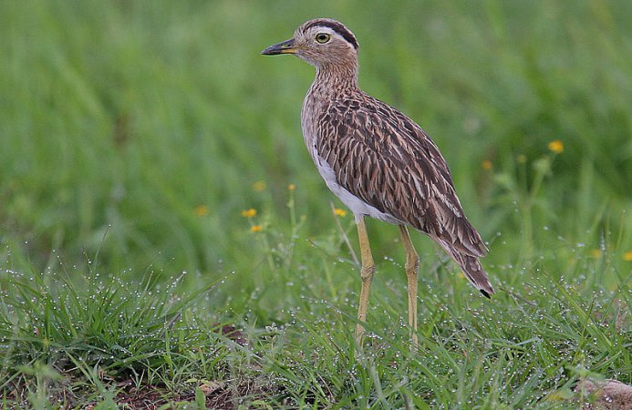 Photo (2): Double-striped Thick-knee