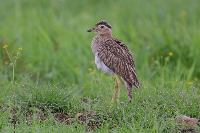Photo (1): Double-striped Thick-knee