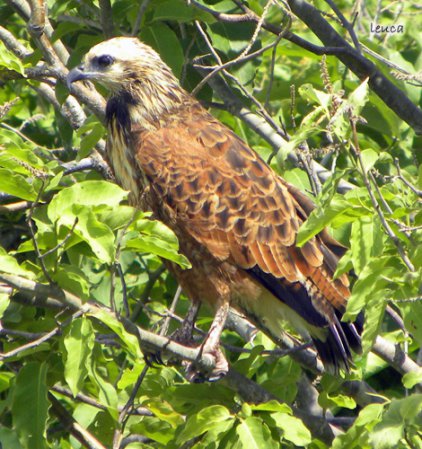 Photo (16): Black-collared Hawk