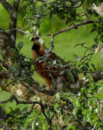 Photo (12): Black-collared Hawk