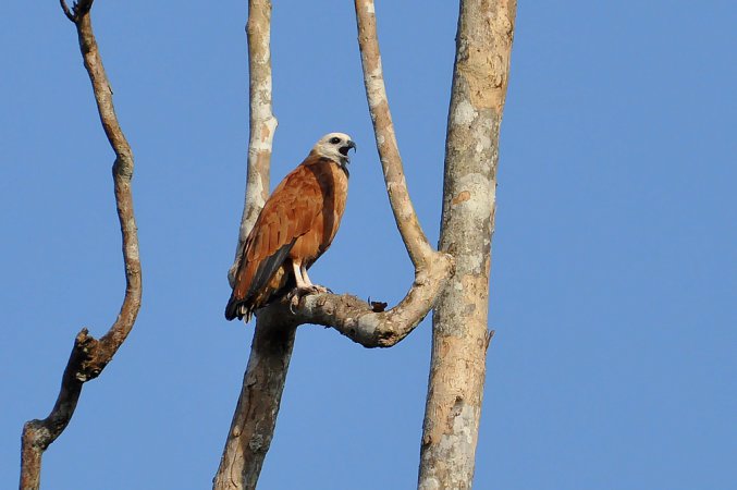Photo (6): Black-collared Hawk