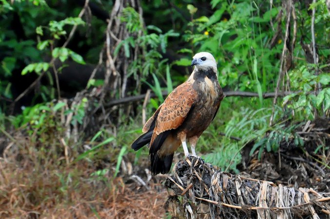 Photo (14): Black-collared Hawk