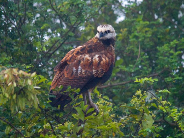 Photo (17): Black-collared Hawk