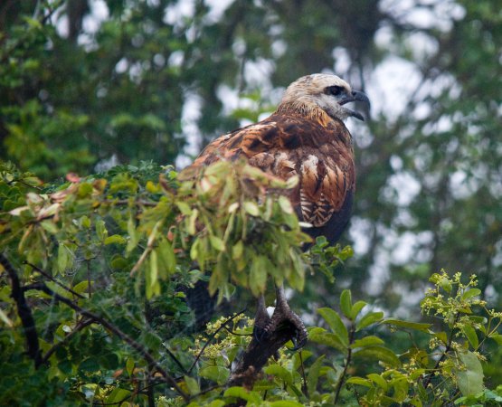Photo (15): Black-collared Hawk