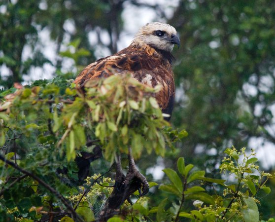 Photo (20): Black-collared Hawk