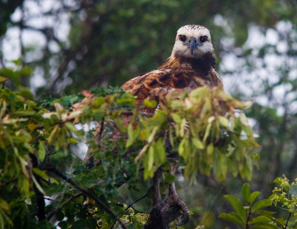 Photo (18): Black-collared Hawk