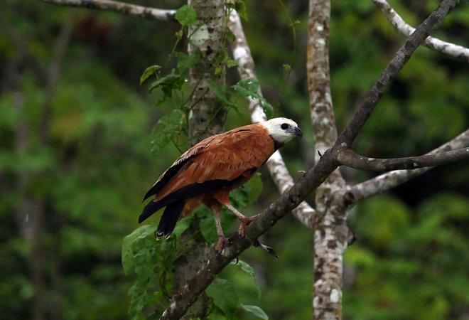 Photo (1): Black-collared Hawk