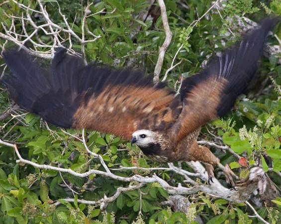 Photo (19): Black-collared Hawk