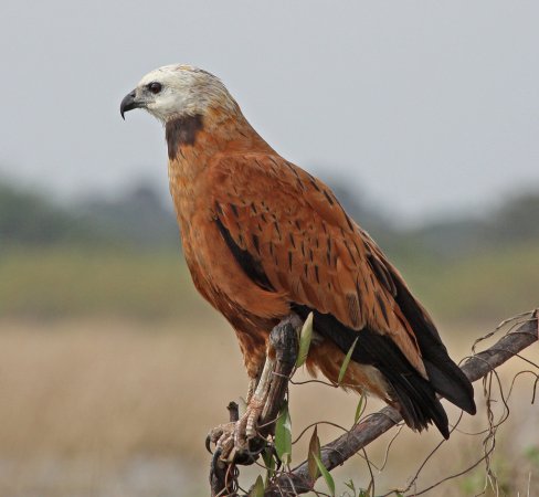 Photo (2): Black-collared Hawk