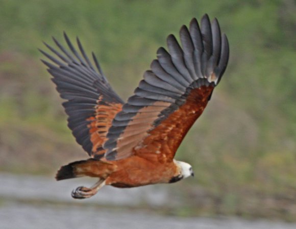 Photo (10): Black-collared Hawk