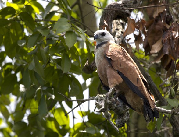 Photo (4): Black-collared Hawk