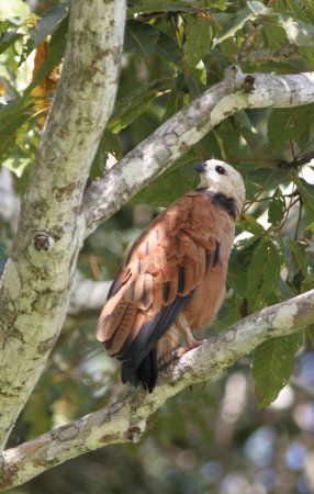 Photo (7): Black-collared Hawk