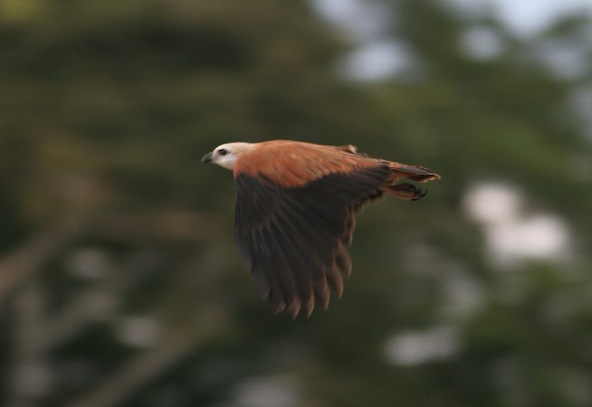 Photo (9): Black-collared Hawk