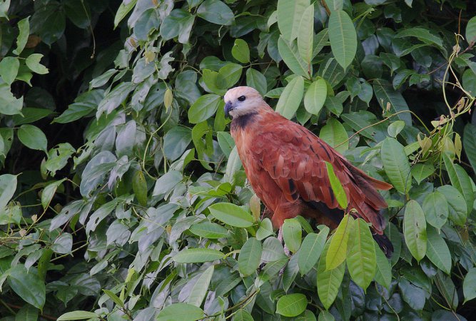 Photo (3): Black-collared Hawk