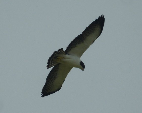 Photo (2): Short-tailed Hawk