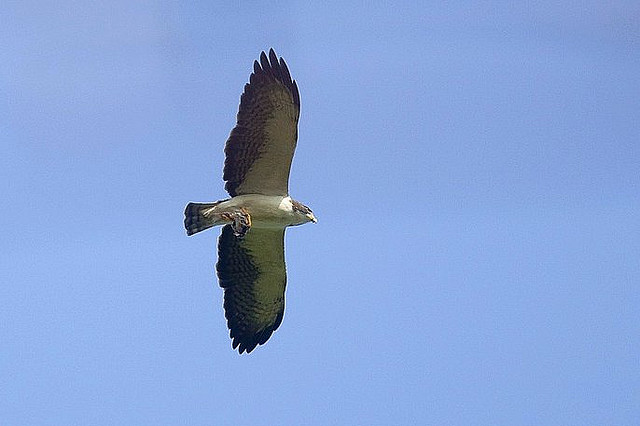 Photo (5): Short-tailed Hawk