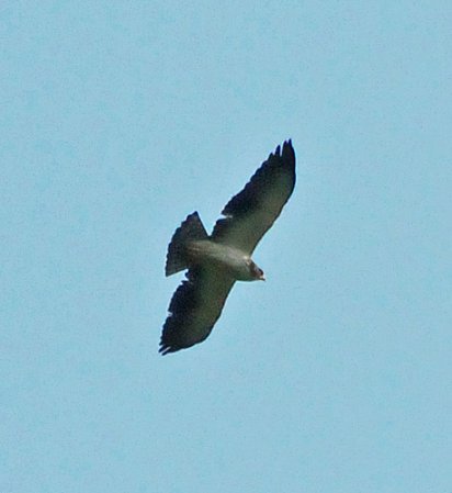 Photo (4): Short-tailed Hawk