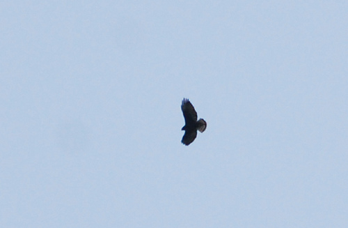 Photo (6): Short-tailed Hawk