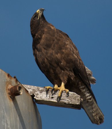 Photo (6): Galapagos Hawk