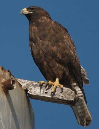 Photo (4): Galapagos Hawk