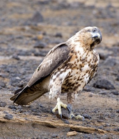 Photo (8): Galapagos Hawk